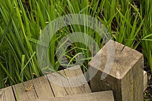 Wooden pathway, footpath bridge over a lily pad filled water pond