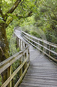 Wooden pathway into the forest. Mao river. Ribeira sacra. Galicia