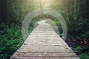 Wooden pathway through forest woods in the morning. Summer nature travel and journey concept