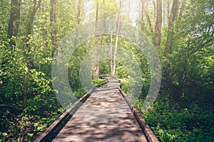 Wooden pathway through forest woods in the morning. Summer nature travel and journey concept