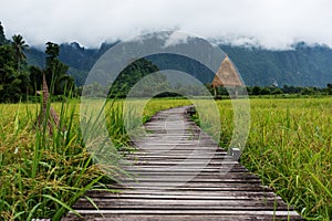 Wooden pathway in green rice field at countryside in Laos