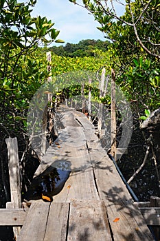 Wooden pathway through the mangrove forest at the Koh Chang island, Thailand.