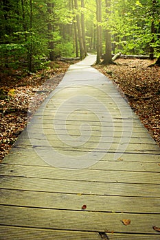 Wooden pathway through the misty autumn forest.