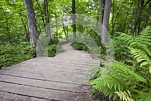 Wooden pathway through native Minnesotan forest.