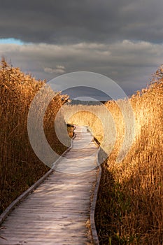 Wooden pathway in reeds