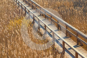 Wooden pathway through the reeds, autumn nature background, Zuvintas, Lithuania, top view