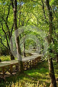 Wooden Pathway through Serene Forest