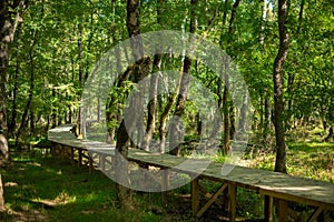 Wooden Pathway through Serene Forest