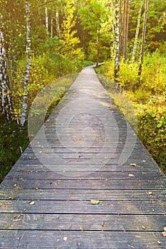 Wooden pathway through the sunny autumn forest.