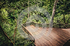 Wooden pathway with viewpoint in a dense green forest. Jungle path over the treetops. Monkey forest in Ubud, Bali, Indonesia