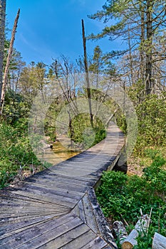 Wooden pathway or walkway at Pink Beds Picnic Area in Pisgah National Forest
