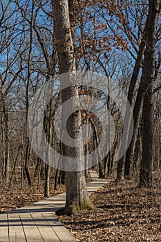 Wooden pathway.