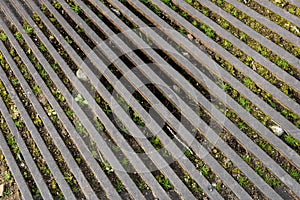 Wooden pattern floor