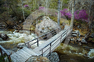 Wooden pedestrian bridge over small turbulent river running in mountain gorge. On banks are large mossy stones and rhododendron