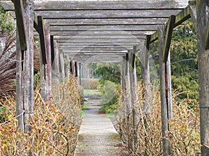 Wooden Pegolia in the Silesian Park photo