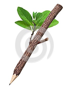 Wooden Pencil In White Background