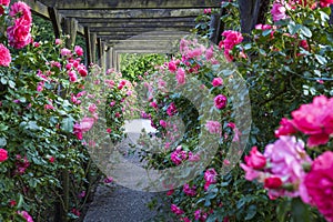 Wooden pergola overgrown with beautiful pink roses. Wooden garden support structure. Trellis. Rose garden. Chorzow, Silesian Park