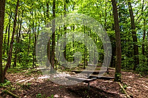 A wooden picnic table in the woods in Warren County, Pennsylvania, USA