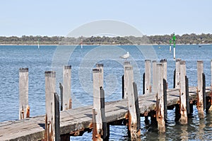 Wooden Pier with Australian Sea Gull