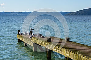 Wooden pier on a lake, with seagulls roosting on the end