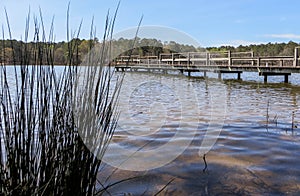 Wooden pier near marsh