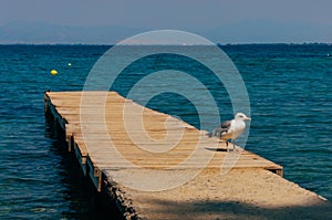 Wooden pier and seagull