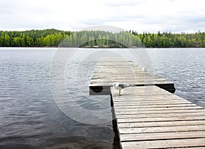 Wooden pier with seagulls on beautiful lake in the national park Repovesi, Finland, South Karelia.