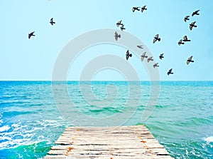 Wooden pier with view to blue sea and flock of pigeons