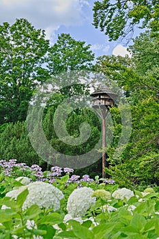 Wooden pigeon house with flower of hydrangea in the garden.