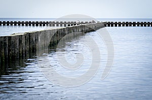 Wooden piles of old waterbreak