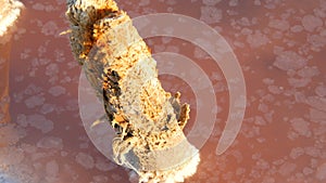 Wooden pillars of abandoned salt extraction factory on a pink salt lake at Sivash lake, Ukraine