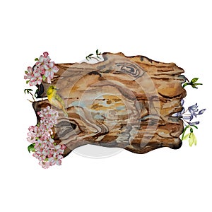 Wooden plank, blooming cherry tree watercolor illustration