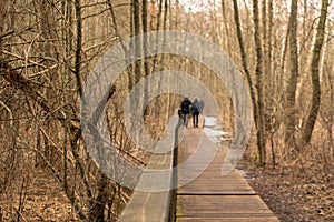 Wooden plank bridge over a swamp in the forest