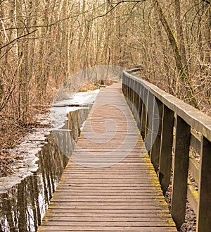 Wooden plank bridge over a swamp in the forest