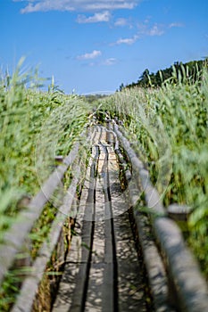 wooden plank footh path boardwalk in green foliage sourroundings