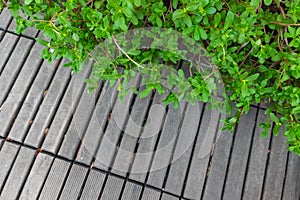 Wooden plank in the garden