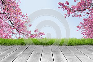 Wooden plank and pink cherry blossom branch background