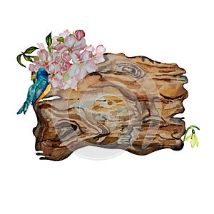 Wooden plank with spring bloming flowers, bird watercolor illustration