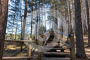 Wooden plank steps on a forest walking path