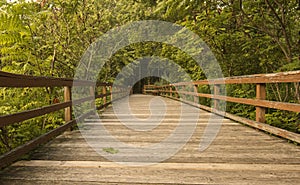 Wooden planked walkway in the woods