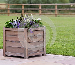 Wooden planter with purple flowers