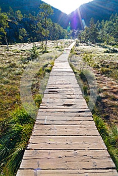 Wooden platform through the swamp