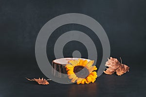 Wooden podium or stand for product with sunflowers and dry leaves on grey stone background, dark still life