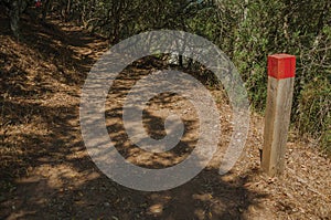 Wooden pole next to a dirt trail to mark the right path