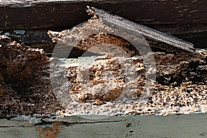 Wooden pole that was destroyed by termites