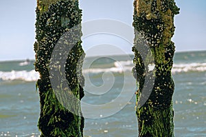 Wooden poles along the seacoast with mussel pox and weathered wood