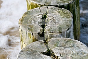 Wooden poles of the breakwaters