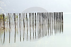 Wooden poles in calm water