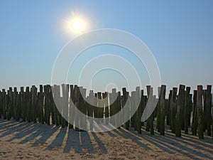 Wooden poles for the cultivation of bouchot mussels under the evening sun on the beach of Wissant photo