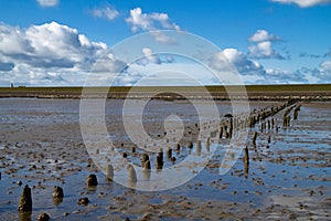 Wooden poles on a mudflat